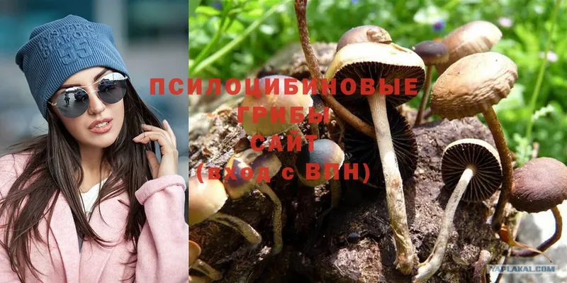 omg как зайти  Кола  Галлюциногенные грибы Psilocybine cubensis  наркотики 